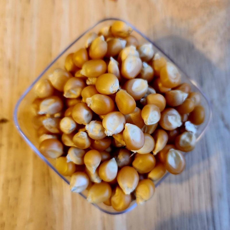 Maíz de Curagua Aysen